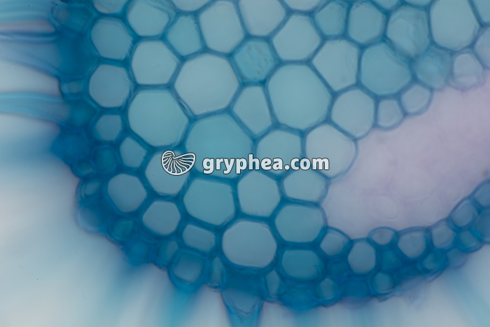 Feuille d'Oyat CT x100 - gryphea.com